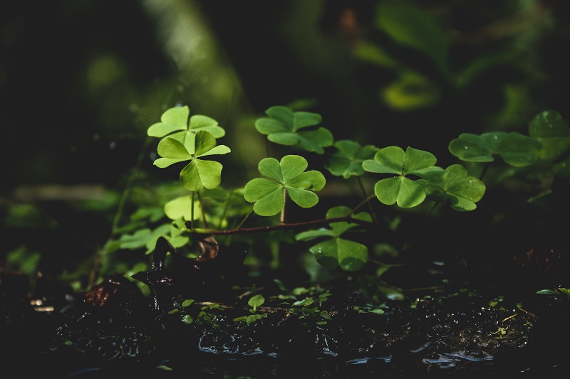 Secrets To Success  - An image showing a clover leaf plant getting faint sunlight through the dense forest cover.