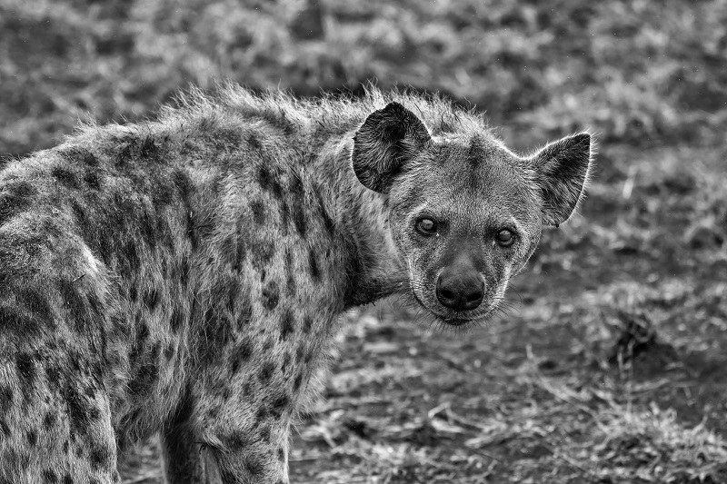 Secrets To Success - A black and white picture of a hyena.