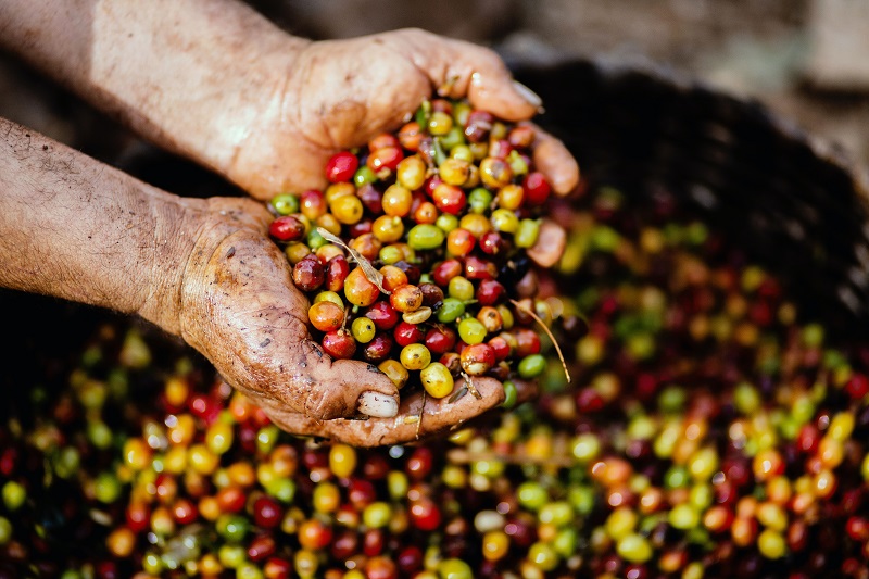 A person holding berries in his hands that he just gathered from a whole sack.