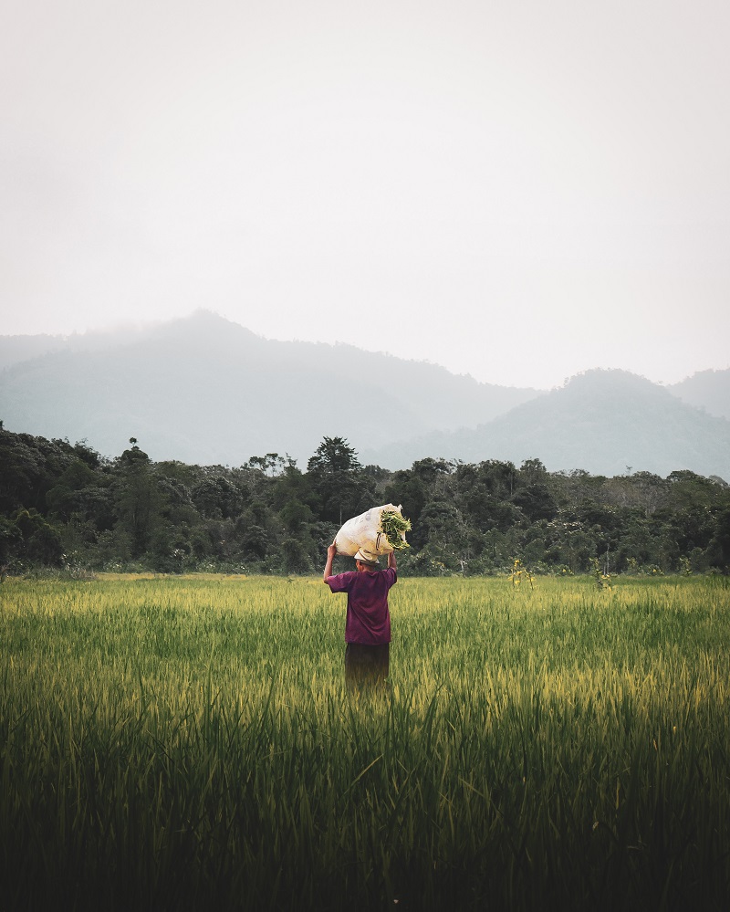 A farmer carrying a sack of crop on his head.