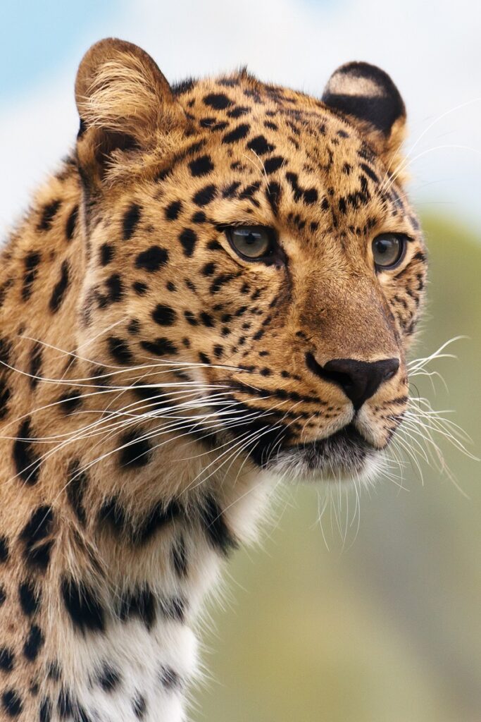 A cheetah looking focused on its prey.