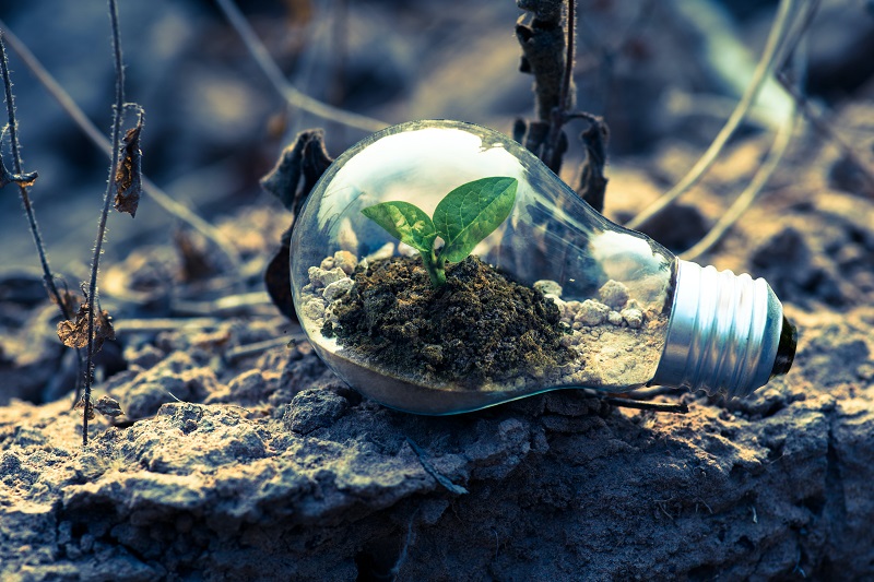 5 Reasons Not to Hate Mathematics: A plant growing from soil inside an electric bulb lying on the ground.