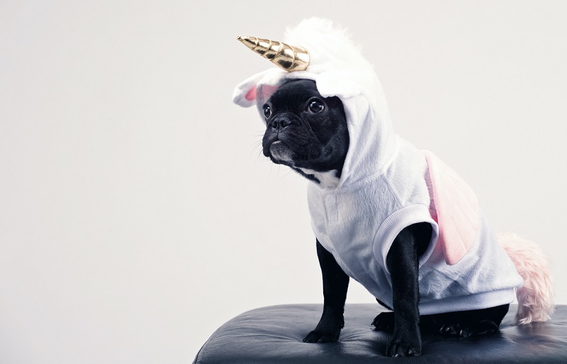 A dog dressed-up as a unicorn, which is a metophor to misinterpretation of statistics.