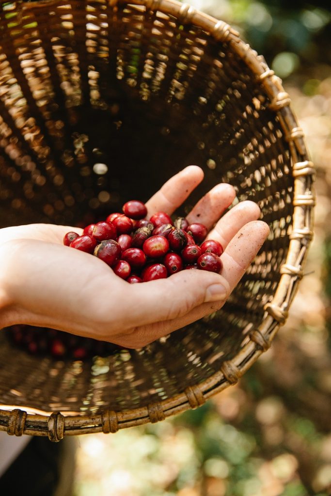 Carefully picked cherries in a hand, which is a metaphor for cherry-picking data in statistics.