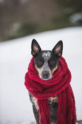 A dog with a scarf around it, obviously who is not a fan of cold water exposure