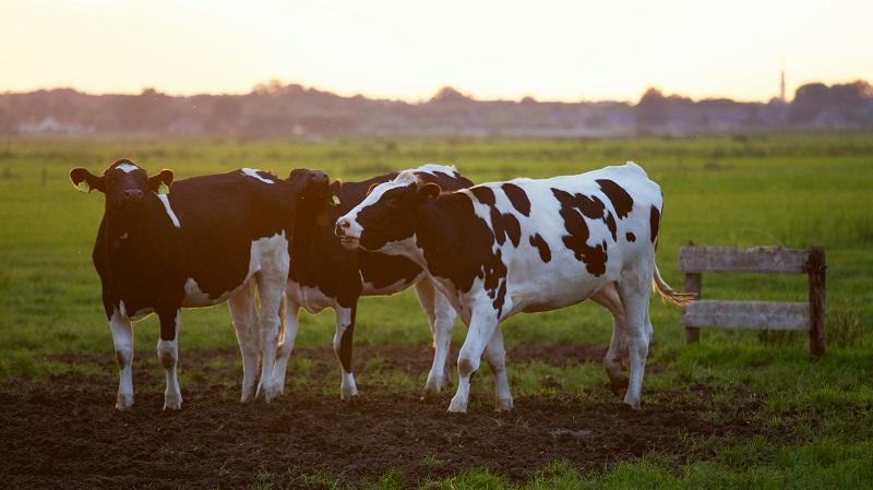 A picture of cows to explain the topic: optimize energy consumption