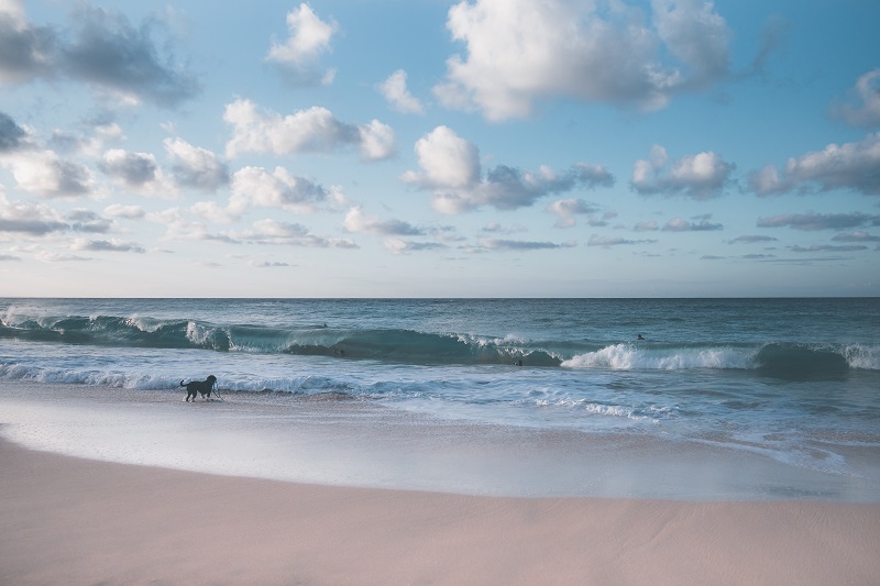 A picture showing a dog playing with waves in the sea - a metaphor for gravity as an energy source in the form of tidal energy