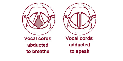 The working of the vocal cords - to illustrate what happens when you whisper