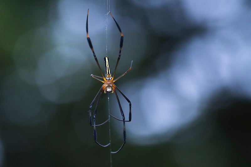 A picture of a spider - to illustrate why you love negativity