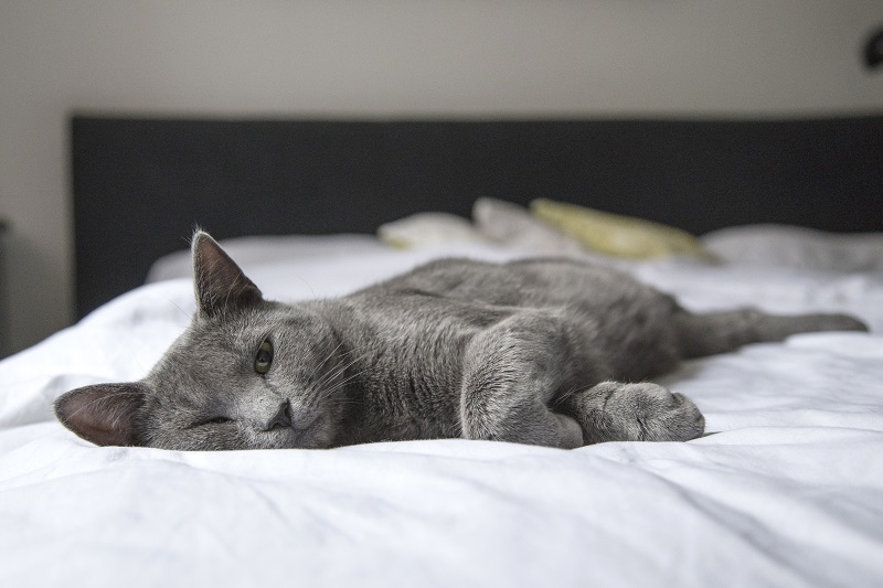 A grey coloured cat that is waking up from sleep - to illustrate why you feel odd when you oversleep