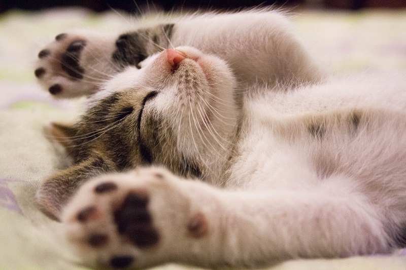 A sleeping Kitten - to illustrate why you feel odd when you oversleep