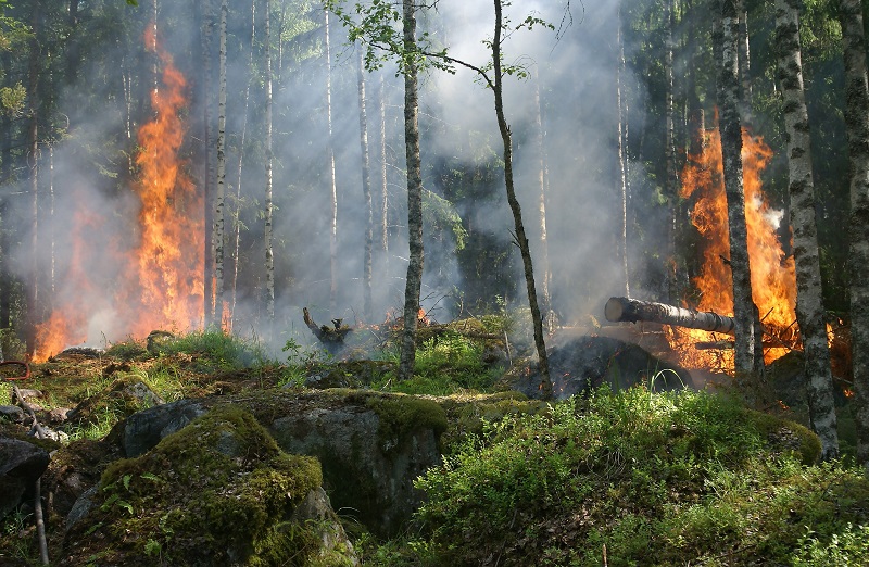 A forest fire - to illustrate why water is remarkably effective at putting out fire