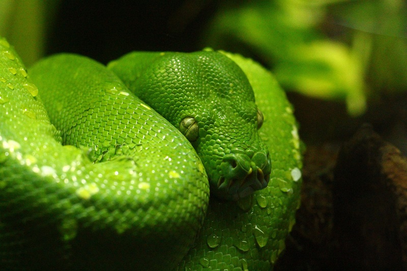 A picture of a snake - to illustrate why alcohol is superior as a disinfectant