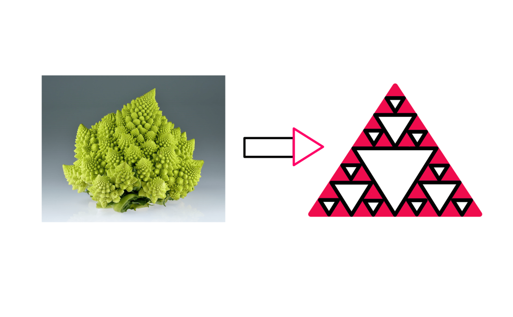 How To Really Understand Fractals? - An image showing a Romanesco Broccoli on the left, and a unique triangular pattern on the right. There is an arrow point left-to-right at the centre. The triangular pattern involves a big triangle and three differently sized smaller triangles inside. Some of these triangles are shaded pink, while others are shaded white.